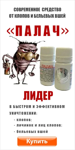 Hogyan lehet megszabadulni a pókok a házban minden a legjobb módja annak, hogy