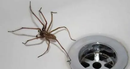 Hogyan lehet megszabadulni a pókok 14 alapok