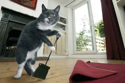 Hogyan lehet megszabadulni a szaga a macskák (ellenőrizze terület) (cat) Hogyan lehet megszabadulni a szaga a macskák (ellenőrizze terület)