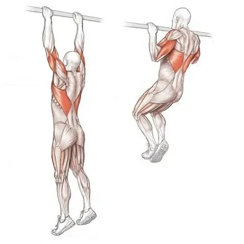 Hogyan lehet letölteni bicepsz gyakorlatokat a vízszintes sáv - test Iskola - testépítés, sport, fitness (swing) Hogyan lehet letölteni bicepsz gyakorlatokat a vízszintes sáv - test Iskola - testépítés, sport, fitness