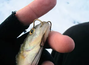Ami a zherlitsy bot csali, horog és a csali fúvóka tee módszerek típusától függően (hook) Hogyan tapadnak a csalira zherlitsy, horog és a csali tippeket tee módon, attól függően, hogy milyen típusú
