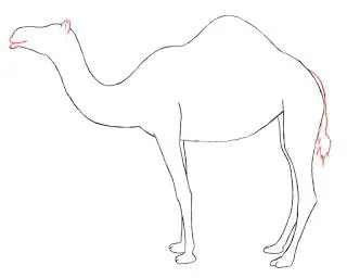 Hogyan kell felhívni a szép teve (camel) Hogyan kell felhívni a szép teve