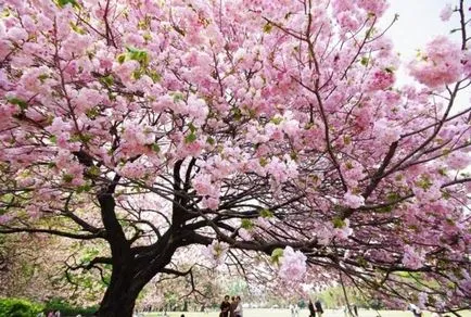 Hogyan kell felhívni szakaszában Sakura (cseresznye) Hogyan kell felhívni Sakura szakaszokban
