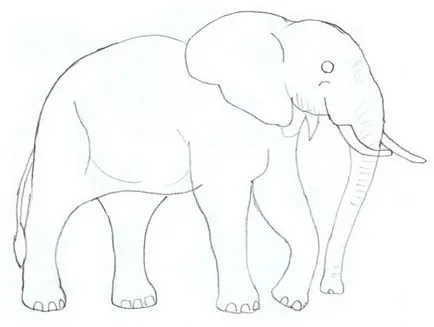 Hogyan kell felhívni Elephant Elephant ceruzarajz szakaszban (ábra) Hogyan kell felhívni egy elefánt, elefánt rajz állapotok ceruza