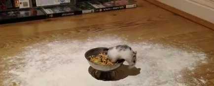 Hogyan lehet megtalálni és elkapni egy szökött hörcsög (fogás) Hogyan lehet megtalálni és elkapni egy szökött hörcsög