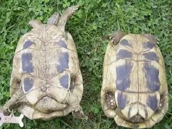 Hogyan állapítható meg, a szex a föld teknős