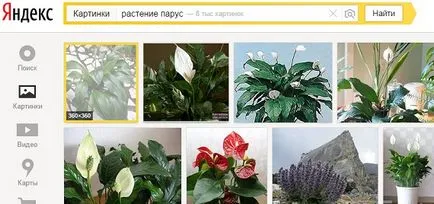 Hogyan állapítható meg, a nevét egy növény vagy virág, kisegítik egymást (segítség) Hogyan állapítható meg, a nevét egy növény vagy virág, segítik egymást