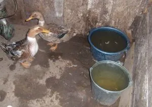Hogyan leszakítani egy kacsa