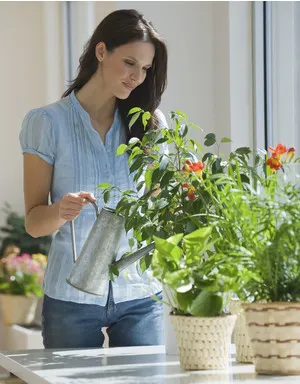 Hogyan hagyja virágok nyaralni locsolás nélkül egy hónap alatt - nő s nap