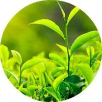 A zöld tea előnyei és hátrányai a nők test jellemzőit (a test) A zöld tea előnyei és hátrányai, hogy a szervezet a nők, tulajdonságok