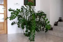 Zamioculcas - sárga levelek