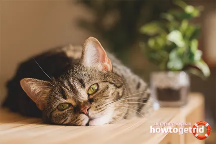 Hogyan elválaszt cat mászni asztalok 6 módjai
