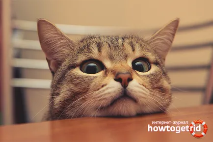 Ahogy wean cat mászni asztalok 6 módokon (például cat hegymászó wean RD) Hogyan elválaszt cat mászni asztalok 6 módjai