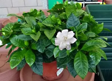 Hogyan transzplantációs gardénia otthoni uslviyah (fóliával üveg) Hogyan transzplantációs gardénia otthon uslviyah