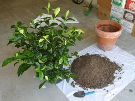 Hogyan transzplantációs gardénia otthoni uslviyah (fóliával üveg) Hogyan transzplantációs gardénia otthon uslviyah