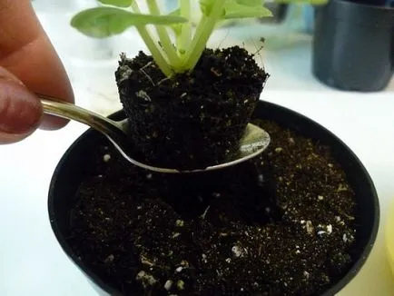 Hogyan transzplantáció ibolya otthon lépésről lépésre