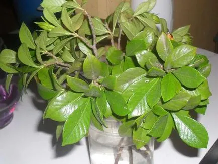Hogyan transzplantációs gardénia otthoni uslviyah (gardénia) Hogyan transzplantációs gardénia otthon uslviyah