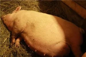 Hogyan kell elkészíteni, meghatározni az időzítést az ellés és megszületni sertésekben (születés) Hogyan kell elkészíteni, meghatározni az időzítést az ellés és megszületni sertésekben