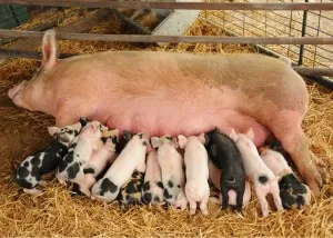 Hogyan kell elkészíteni, meghatározni az időzítést az ellés és megszületni sertésekben (sertés) Hogyan kell elkészíteni, meghatározni az időzítést az ellés és megszületni sertésekben