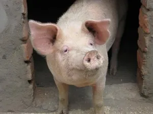 Hogyan kell elkészíteni, meghatározni az időzítést az ellés és megszületni sertésekben (készíteni) Hogyan kell elkészíteni, meghatározni az időzítést az ellés és megszületni sertésekben