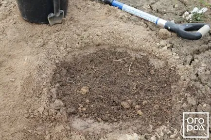Hogyan növény bazsarózsák a tavaszi - lépésről lépésre mester osztály fényképpel egy virágágyás () (bazsarózsa ültetés és gondozás) Hogyan növény bazsarózsák a tavaszi - lépésről lépésre mester osztály fényképpel egy virágágyás ()