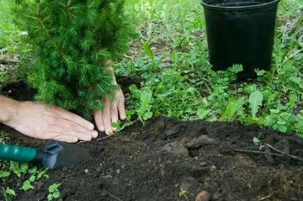 Hogyan növény luc az oldalon, mint egy ültetett fa megfelelő (telephely helyesen) Hogyan növény lucfenyő a helyszínen, hogy hogyan ültess fát