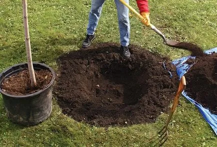 Milyen a növény egy almafa, és mikor kell várni az első termés (milyen a növény egy almafa jobb illeszkedik, ha a távolság a legjobb csemete termesztés) Milyen a növény egy almafa, és mikor kell várni az első aratás
