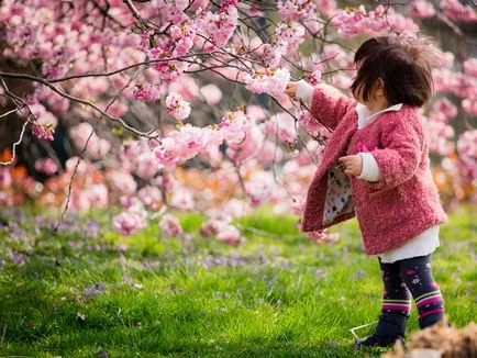 Hogyan növény, és nő Sakura