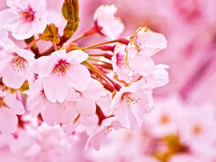 Hogyan növény, és nő Sakura