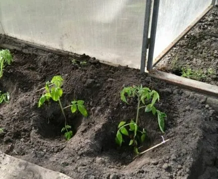 Hogyan növény paradicsom üvegházban jobb (paradicsom) Hogyan növény paradicsom üvegházban jobb