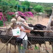 Hogyan lehet elkapni egy fácán különbözőképpen Photo & Video