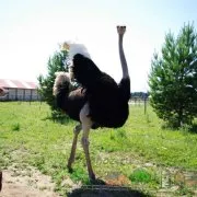 Hogyan lehet elkapni egy fácán különbözőképpen Photo & Video