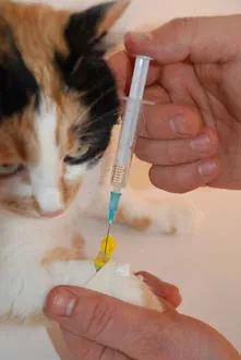 Hogyan tegye a katéter vagy távolítsa el a kutya vagy a macska az otthoni (kínálat) Hogyan tegye a katéter vagy távolítsa el a kutya vagy a macska otthon