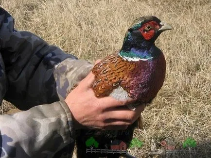 Hogyan lehet elkapni egy fácán különbözőképpen Photo & Video