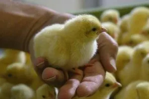 Hogyan táplálja a broiler adag leírás