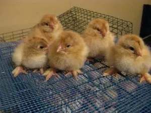 Hogyan táplálja a broiler adag leírás