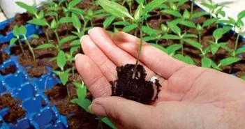 Hogyan növény paprika palántákat mikor, milyen minőségben (növény) Hogyan növény paprika palántákat mikor, milyen minőségben