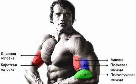 Hogyan szivattyú fel a bicepsz nem bowling golyó