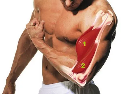 Hogyan szivattyú fel a bicepsz nem bowling golyó