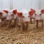 Hogyan kell tartani sertés otthon