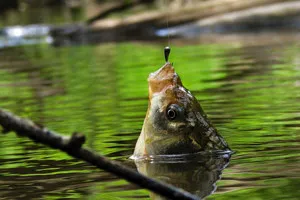 Hogyan kell főzni a tésztát catchability csali