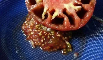 Hogyan, hogy összegyűjtse és megőrizze a magokat a paradicsom