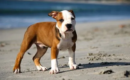 Hogyan ápolják a kölyök pit bull, minden a kutyák (pit bull) Hogyan ápolják a kölyök pit bull, mind a kutyák