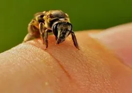 Hogyan lehet ellenőrizni allergia