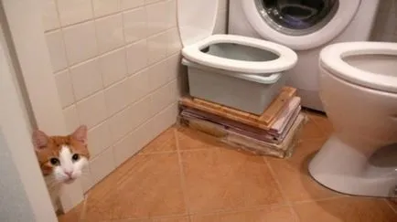 Hogyan hozzászoktatni a macska WC, a WC-(cat) Hogyan hozzászoktatni a macskát a WC-csészébe a fürdőszobában