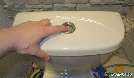Hogyan hozzászoktatni a macskát a WC után a tálcát az otthoni videó környezet