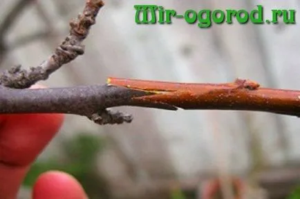 Hogyan ültessünk egy cherry cherry tavasszal