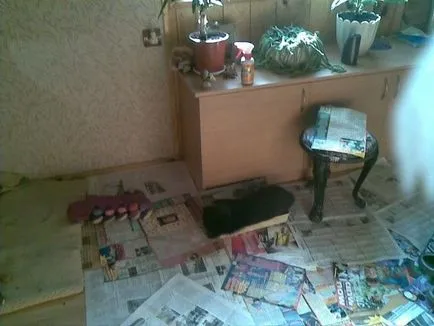 Hogyan kell tanítani a kutyát, hogy a WC-tippek (vonat) Hogyan kell tanítani a kutyát, hogy a WC-tippek