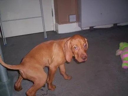 Hogyan kell tanítani a kutyát, hogy a WC-tippek (puppy) Hogyan kell tanítani a kutyát, hogy a WC-tippek