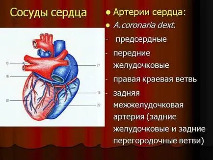 Hogyan lehet ellenőrizni a feltétele a artériák a szív, az erek az alsó végtagokban (ellenőrzés) Hogyan lehet ellenőrizni a feltétele a artériák a szív, az erek az alsó végtagokban